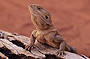 Northern Bearded Dragon