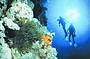 Outer reef sites