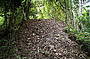 Orange footed scrub fowl nest-Worlds largest birds nest