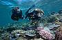 Diving at Moore Reef near Cairns