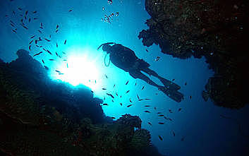 Marine World Cruise & 2 Certified Dives