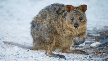 Quokka on Rottnest Island